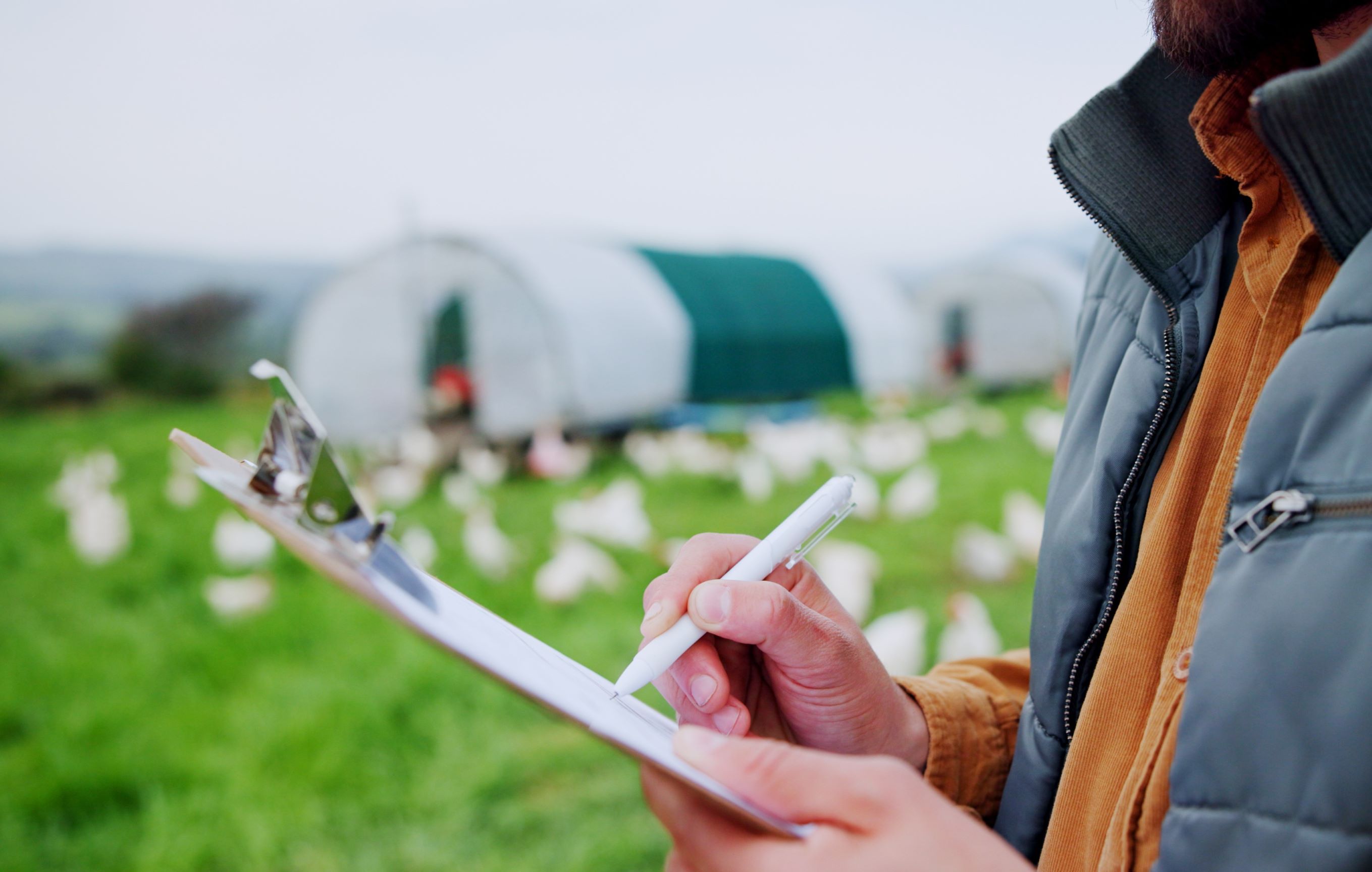 Man taking notes in a field with chickens
